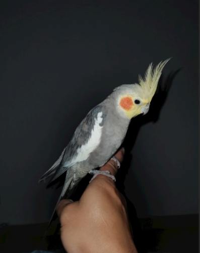 玄鳳鸚鵡行為分析 玄鳳鸚鵡行為分析