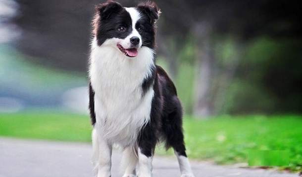 犬类智商排行 犬类智商排行