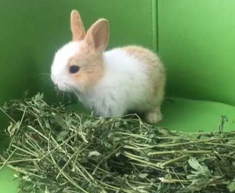 兔子飼料種植 兔子飼料種植