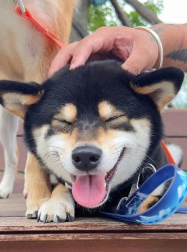 狗狗耳朵健康 狗狗耳朵健康