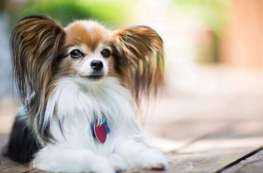 蝴蝶犬特性