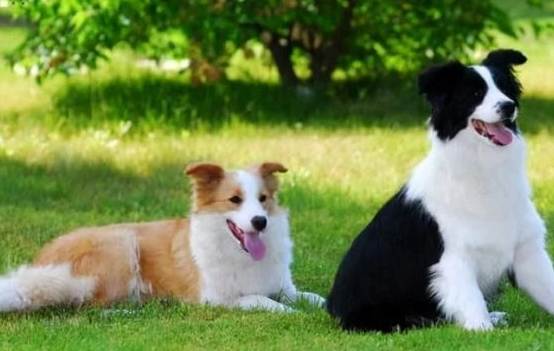 边境牧羊犬好养吗 边境牧羊犬好养吗