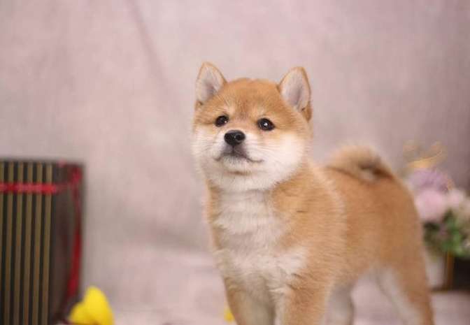 豆柴 vs 柴犬 豆柴 vs 柴犬