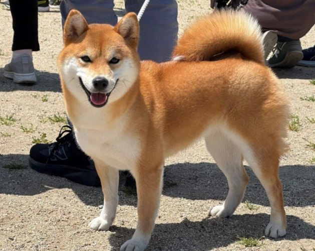 柴犬訓練方法 柴犬訓練方法
