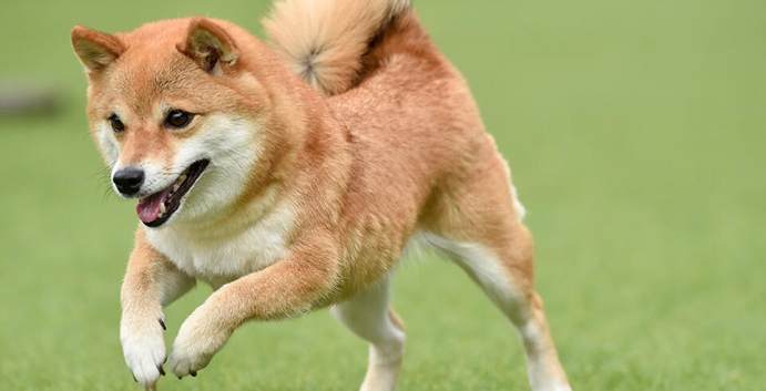 柴犬情緒問題 柴犬情緒問題