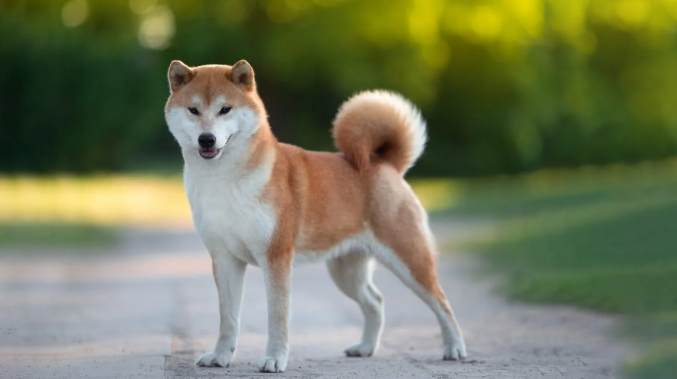柴犬情緒解讀 柴犬情緒解讀
