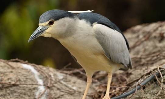 鳥類保育 鳥類保育