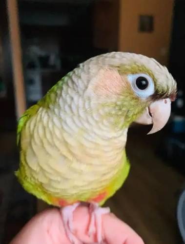 延長寵物鳥壽命 延長寵物鳥壽命