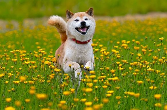 柴犬尾巴語言 柴犬尾巴語言