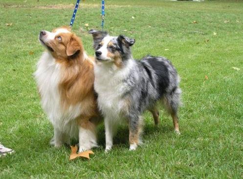 迷你牧羊犬品種 迷你牧羊犬品種