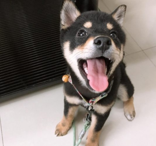 黑豆柴犬 黑豆柴犬