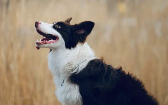 边境牧羊犬缺点 边境牧羊犬缺点