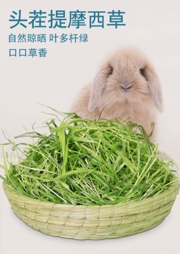 自種兔草 自種兔草
