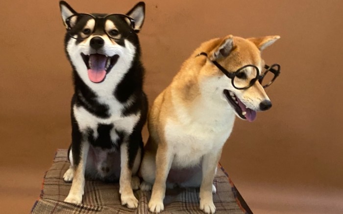 柴犬颜色选择 柴犬颜色选择