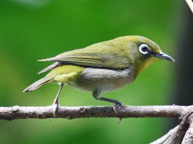 鳥類認人能力 鳥類認人能力
