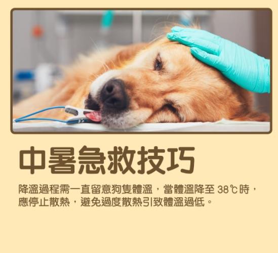犬中暑後遺症治療 犬中暑後遺症治療