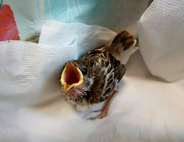麻雀幼鳥餵食 麻雀幼鳥餵食