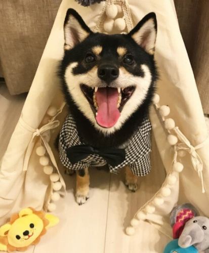 黑豆柴犬 黑豆柴犬