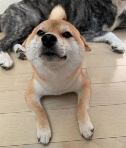 柴犬行為解讀 柴犬行為解讀