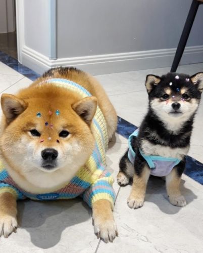 豆柴犬特點 豆柴犬特點