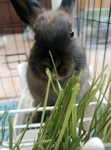 兔子草種植 兔子草種植