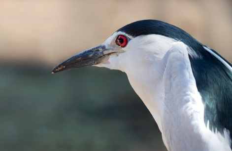 鳥類保育 鳥類保育