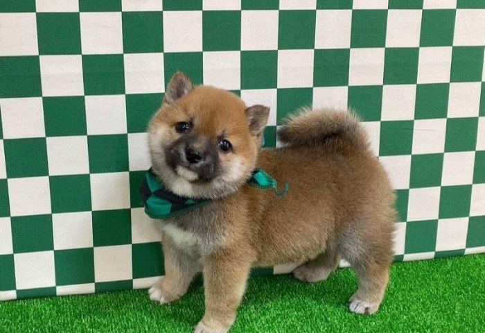 豆柴犬 飼養 豆柴犬 飼養