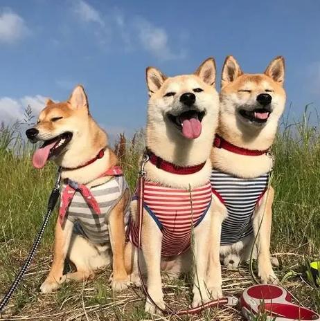 制止狗狂叫 制止狗狂叫
