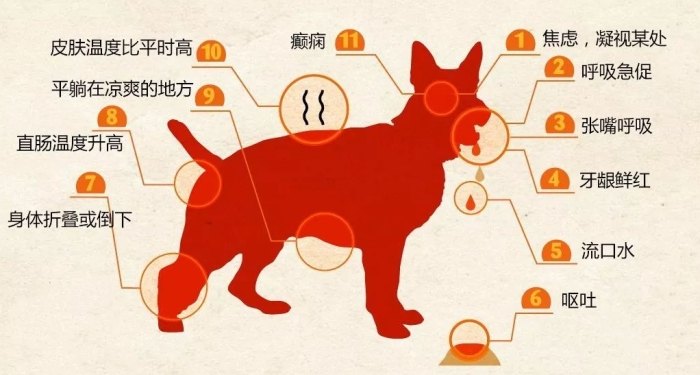 狗狗中暑症狀 狗狗中暑症狀