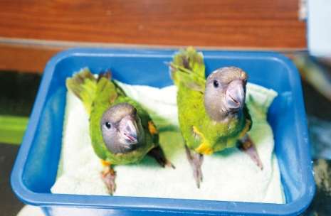 幼鳥嗜睡原因