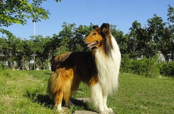 蘇格蘭牧羊犬聰明程度 蘇格蘭牧羊犬聰明程度