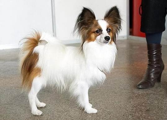 蝴蝶犬飼養 蝴蝶犬飼養