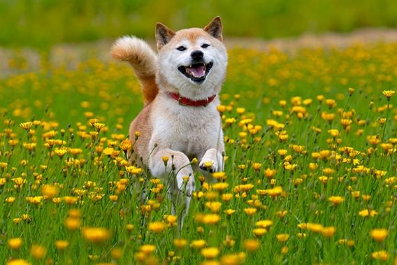 柴犬行為問題 柴犬行為問題