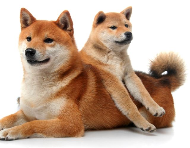 柴犬訓練方法 柴犬訓練方法