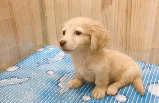 臘腸狗飼養方法 臘腸狗飼養方法