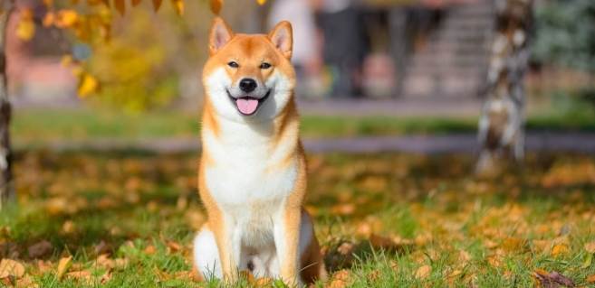 柴犬情緒問題 柴犬情緒問題