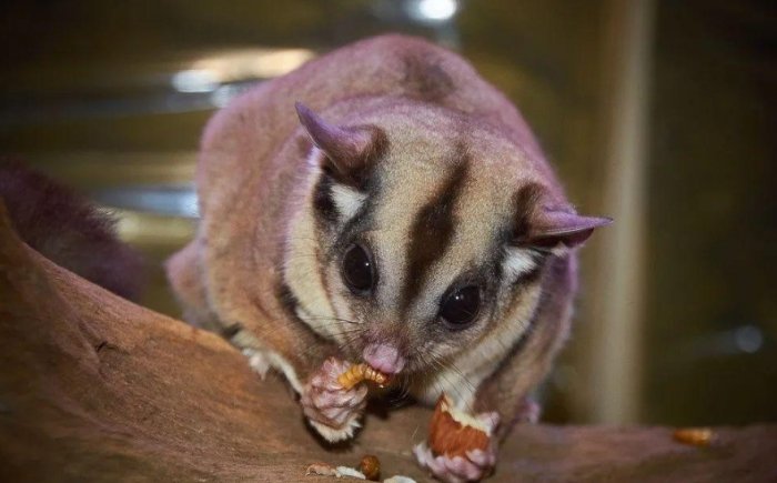 蜜袋鼯飼養健康 蜜袋鼯飼養健康