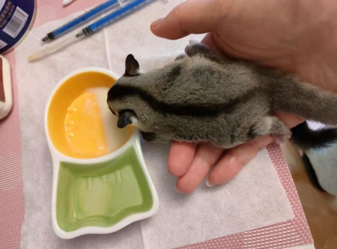 蜜袋鼯癱瘓原因 蜜袋鼯癱瘓原因