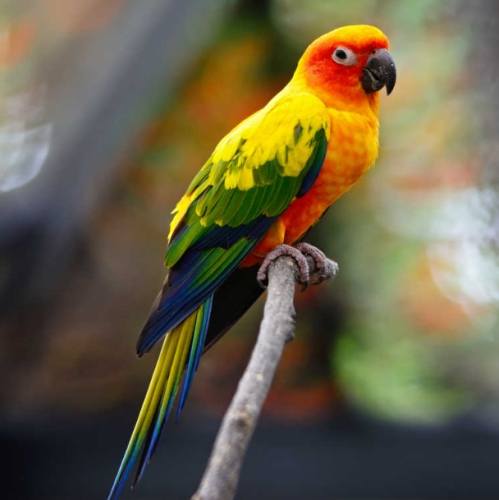 鳥類消化系統疾病 鳥類消化系統疾病