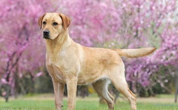拉布拉多犬性格 拉布拉多犬性格