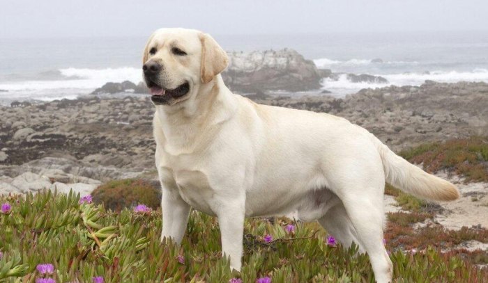 拉布拉多犬性格 拉布拉多犬性格