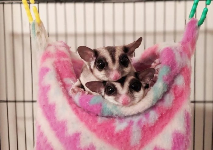 蜜袋鼯飼養方法 蜜袋鼯飼養方法