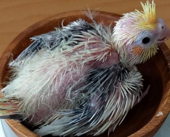 幼鳥嗜睡症狀