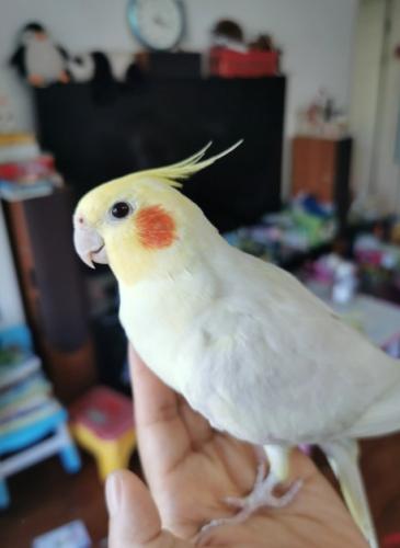 玄鳳鸚鵡性格特點 玄鳳鸚鵡性格特點