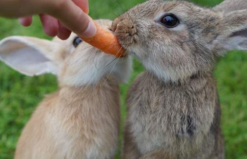 鼠兔寵物飼養