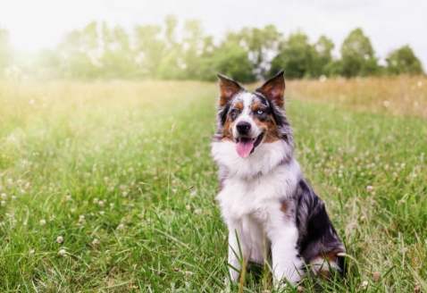 澳洲牧羊犬優點 澳洲牧羊犬優點