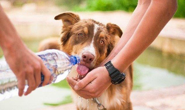 狗狗中暑急救 狗狗中暑急救