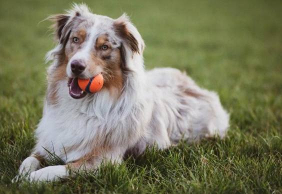 澳洲牧羊犬優點 澳洲牧羊犬優點