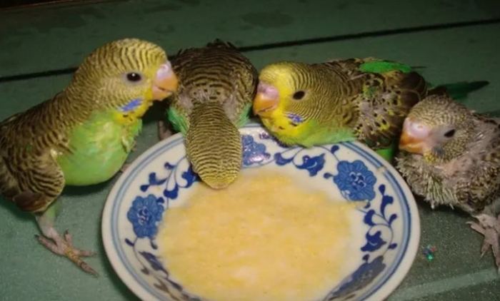 安全鳥食 安全鳥食