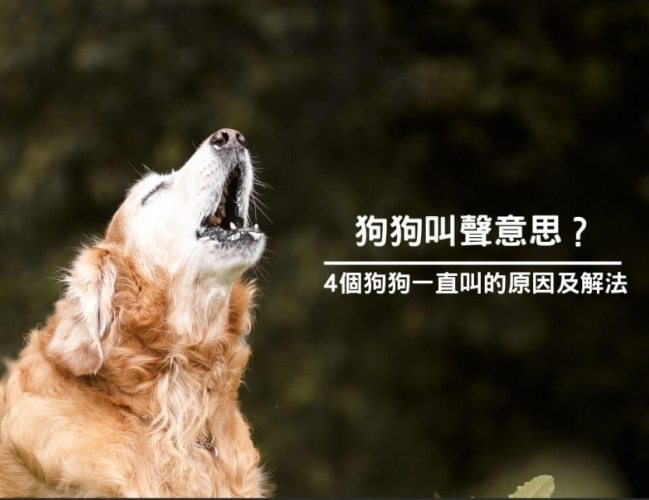 狗狗一直叫原因 狗狗一直叫原因